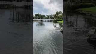 Sheraton Vistana Villages Waterfalls on the grounds shorts orlando travel resort [upl. by Afira]