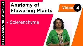 Anatomy of Flowering Plants  NEET  Sclerenchyma  Neela Bakore Tutorials [upl. by Arlina]