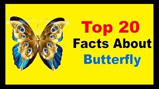 Butterfly  Facts [upl. by Lucila]