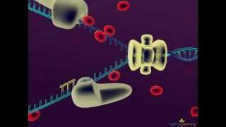 DNA Replication [upl. by Raimes]