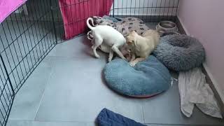 The New Rescued Puppy is made a New Puppy Friend  Takis Shelter [upl. by Jesselyn]