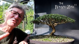 Preparing My Serissa for the Bonsai Shows Part 2 The Bonsai Zone Aug 2024 [upl. by Peppard935]