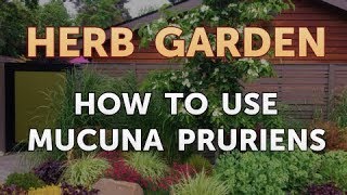 How to Use Mucuna Pruriens [upl. by Penni19]