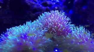 GSP Geen Star Polyps coral easy to keep for beginners 3 [upl. by Norit570]