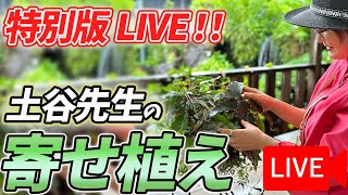 《生配信！》2月16日 土谷先生の寄せ植えをLIVEにてご紹介！八王子本店からお届けします！ [upl. by Warenne]