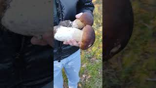 this gigantic mushroom will blow your mind [upl. by Ewald]