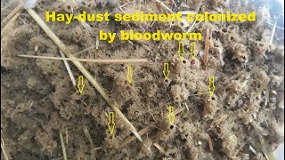 Bloodworm grown in a haydust for my fish [upl. by Matthaus]