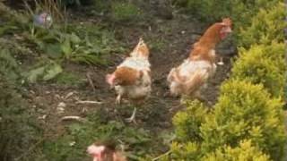 ex battery hens a must watch [upl. by Langille]