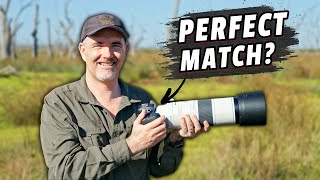 Canon R7 amp RF200800mm Field Tested  Incredible Reach [upl. by Aratahs]