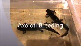 Axolotl Breeding [upl. by Siol]