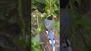 Butterfly larvae  the favorite food of Urocissa erythroryncha 🐦🐛  Tropical Forest Bees [upl. by Anastase]