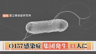 腸管出血性大腸菌「O157」集団感染は43人に わずかな量で感染…対策は？ [upl. by Adey826]