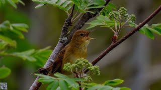 Common grasshopper warbler singing Gresshoppesanger sang Feldschwirl Gesang Sprinkhaanzanger geluid [upl. by Melentha913]