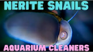 Nerite Snail  Aquarium Cleaners [upl. by Anilek913]