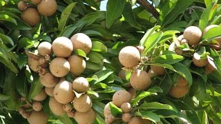 Sapodilla Fruit Tree [upl. by Enaamuj]