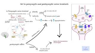 Opioids Mechanism of Action [upl. by Hedda]