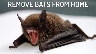 9 Easiest Ways to Get Rid of Bats [upl. by Deacon]