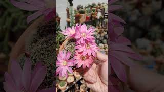 Rebutia pink Sensation  bikolanahardinera shortvideo cactus cactusflower [upl. by Mcculloch451]