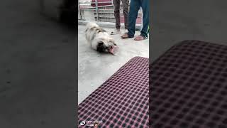 LADKE KI MASTI  dog pets doglover puppy cutedog havanese shihtzu shorts viral shorts trg [upl. by Merat]