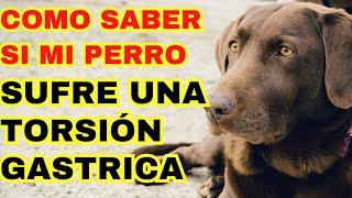 Como saber si mi perro sufre una torsión gástrica [upl. by Yarrum223]