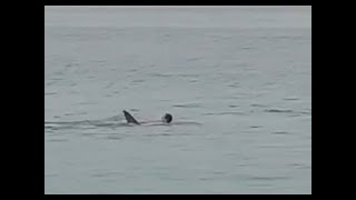 Most dramatic fatal shark attack ever caught on cam full video viewers discretion is advised [upl. by Yhtnomit]