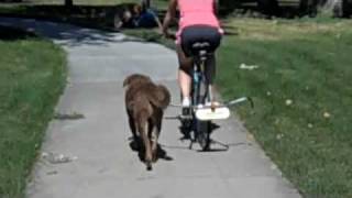 Dog exercising with bicycle The BikeaBuddy promo [upl. by Haziza]