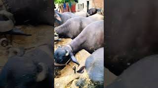 Murrah Buffalo New Video 2024  Buffalo New Video 2024  Buffalo Dairy Farm  Yadav Dairy Farm [upl. by Namhcan]