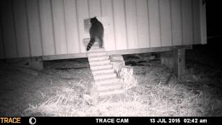 Racoon attack chicken coop with auto door [upl. by Ema]