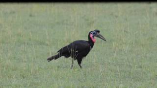 Abyssinian GroundHornbill Bucorvus abyssinicus [upl. by Cammy353]