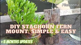 Staghorn Fern mounting DIY  Simple easy and it works Platycerium Ridleyi tanduk rusa [upl. by Cayser]