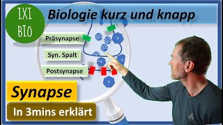 Aufbau und Funktionsweise chemische Synapse  Vorbereitung auf Biologie Abitur 15 Punkte in Bio [upl. by Eel]