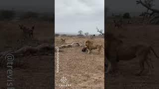 Full Video of Hyena Clan Rescuing Friend from Epic Lion Attack [upl. by Catt]