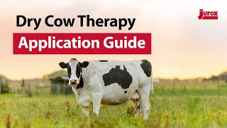 Dry Cow Therapy  Application Guide  Jurox [upl. by Killam592]