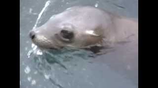 Shark Attack at Farallones predation on seal [upl. by Nahama113]