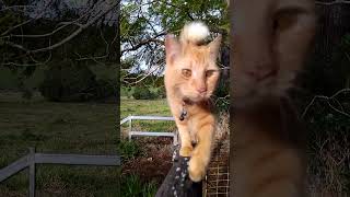 Farm cats Purrfect balance catsofaustralia fluffycat [upl. by Gratia434]