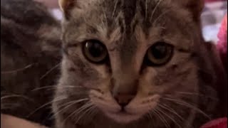 Cat videos  cute cat playing  cat meowing cutecat catlover httpsamznto4exXaw4 [upl. by Yniattirb]