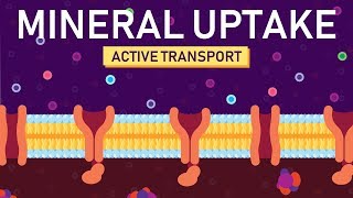 Plant Nutrition Mineral Absorption  Part 2 [upl. by Cloutman495]