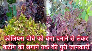 january coleus plant care is video mein coleus ki complete jankari hai terracegarden [upl. by Mead]