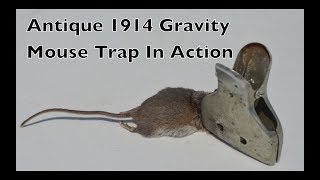 Antique 1914 Gravity Metal Mouse Trap In Action Mouse Trap Monday [upl. by Assirol]