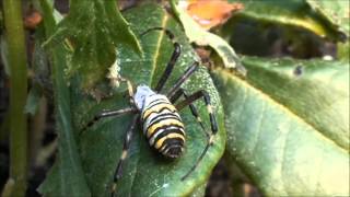 Lapseņveida zirneklis Argiope bruennichi LV [upl. by Adda]