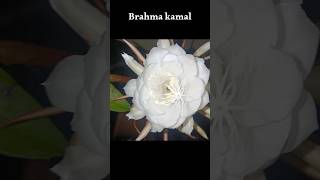 brahma kamal beautiful flower  flowers brahmakamal gardening beautifulflowers [upl. by Konstantine]