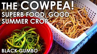 The Wonderful Cowpea  Beneficial Crop and Tasty Too  Black Gumbo [upl. by Peterus100]