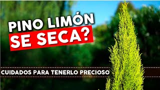 Cuidados del Pino Limon Ciprés Consejos para que no se seque [upl. by Hashim]