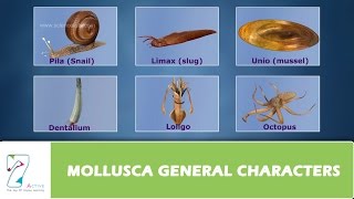 MOLLUSCA GENERAL CHARACTERS [upl. by Odlaumor]