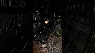 Spotted Orbweaver Spider Neoscona crucifera spider gardenwildlife [upl. by Branch]