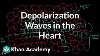 Depolarization waves flowing through the heart  NCLEXRN  Khan Academy [upl. by Leirvag755]