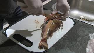 how to clean gurnard [upl. by Ecargyram]