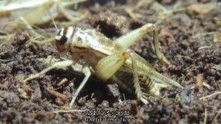 Breeding Crickets  Laying Eggs [upl. by Ahsenahs]