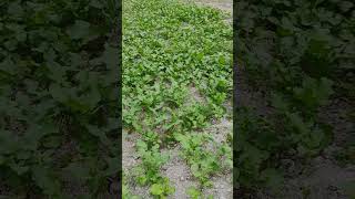 Brassica carinatafarmingfarmer farm nature [upl. by Aed]