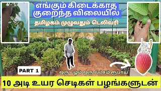 இங்கே இருக்கும் செடிகளை பழங்களுடன் நீங்கள் வீட்டுக்கு வாங்கி செல்லலாம் குறைந்த விலையில் gardening [upl. by Nednerb]